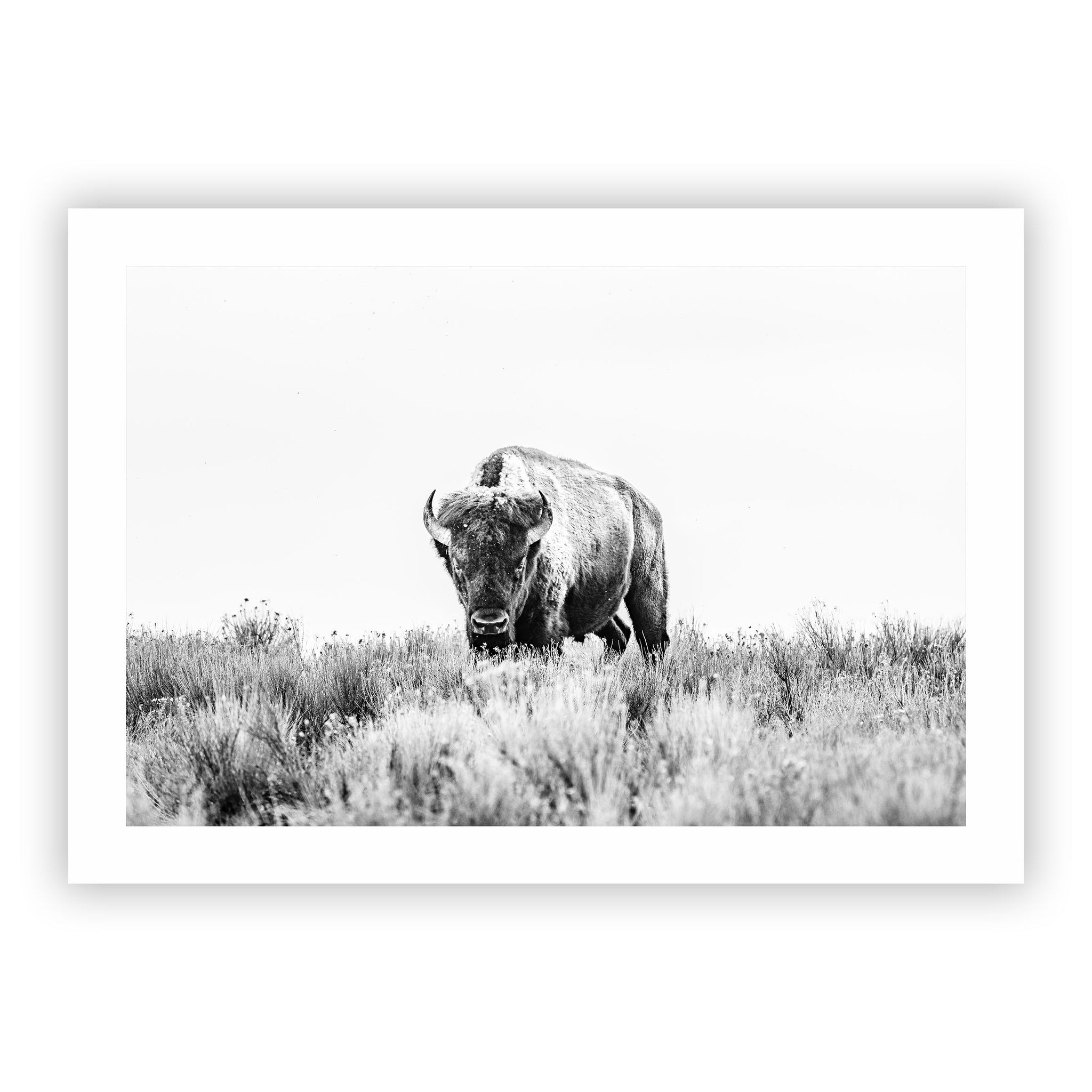 no frame~Executive