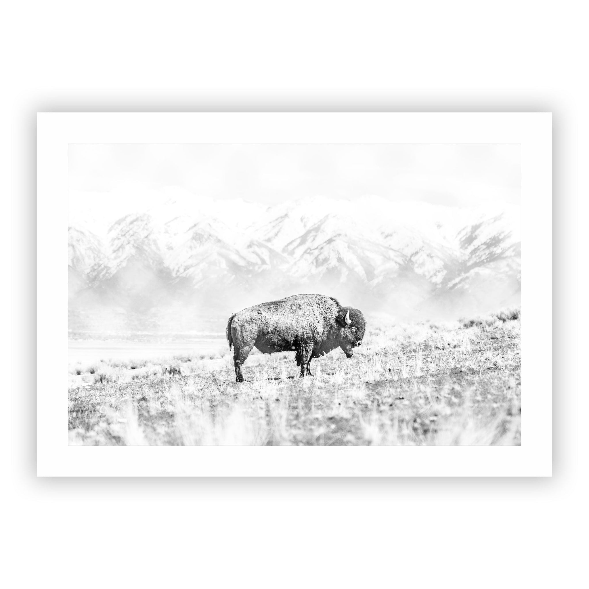 no frame~Executive
