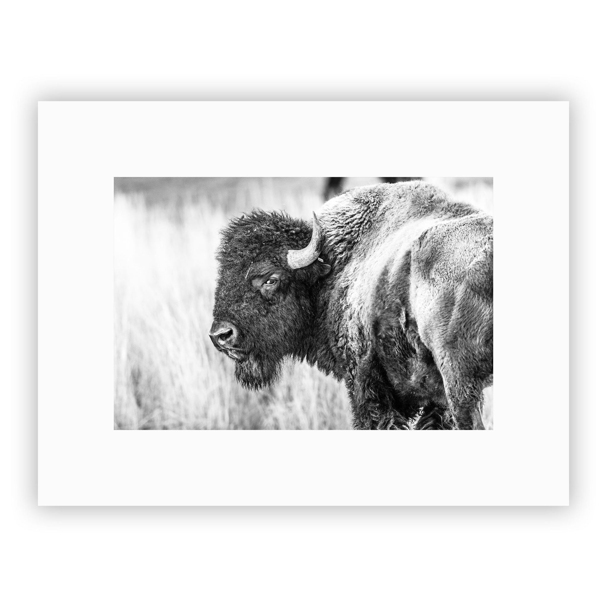 no frame~Medium