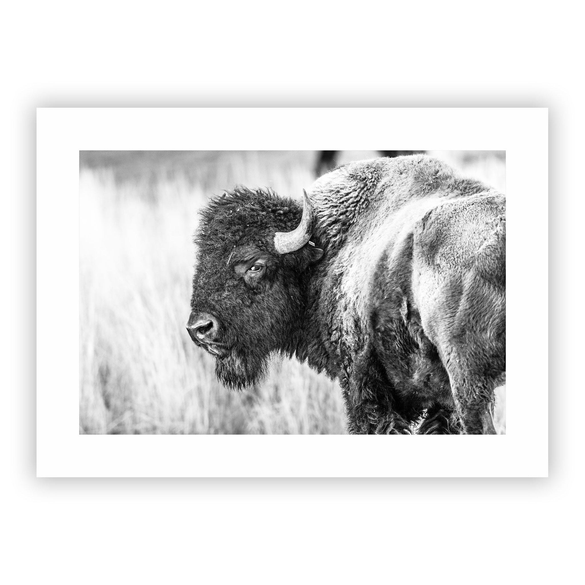 no frame~Extra-Large