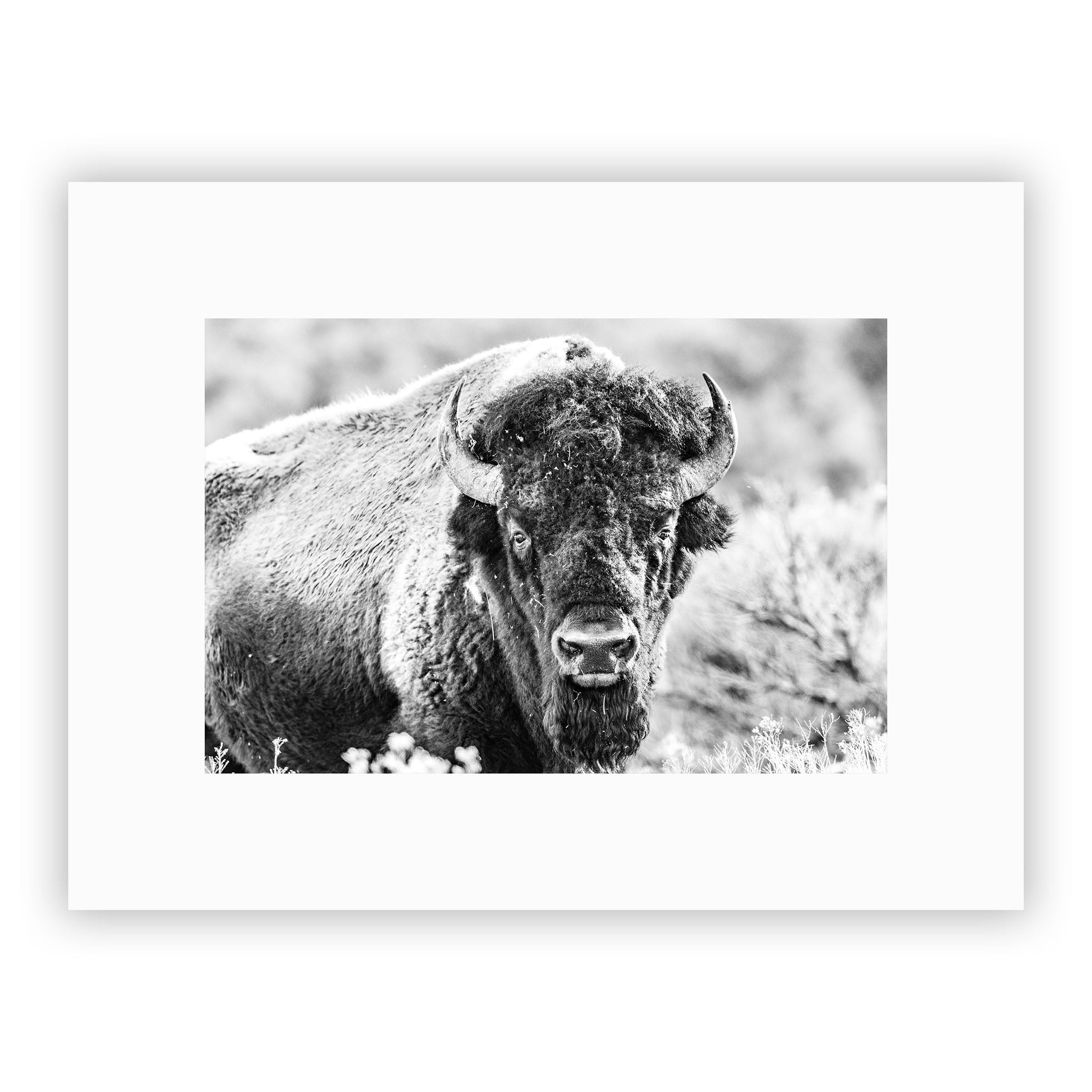 no frame~Medium