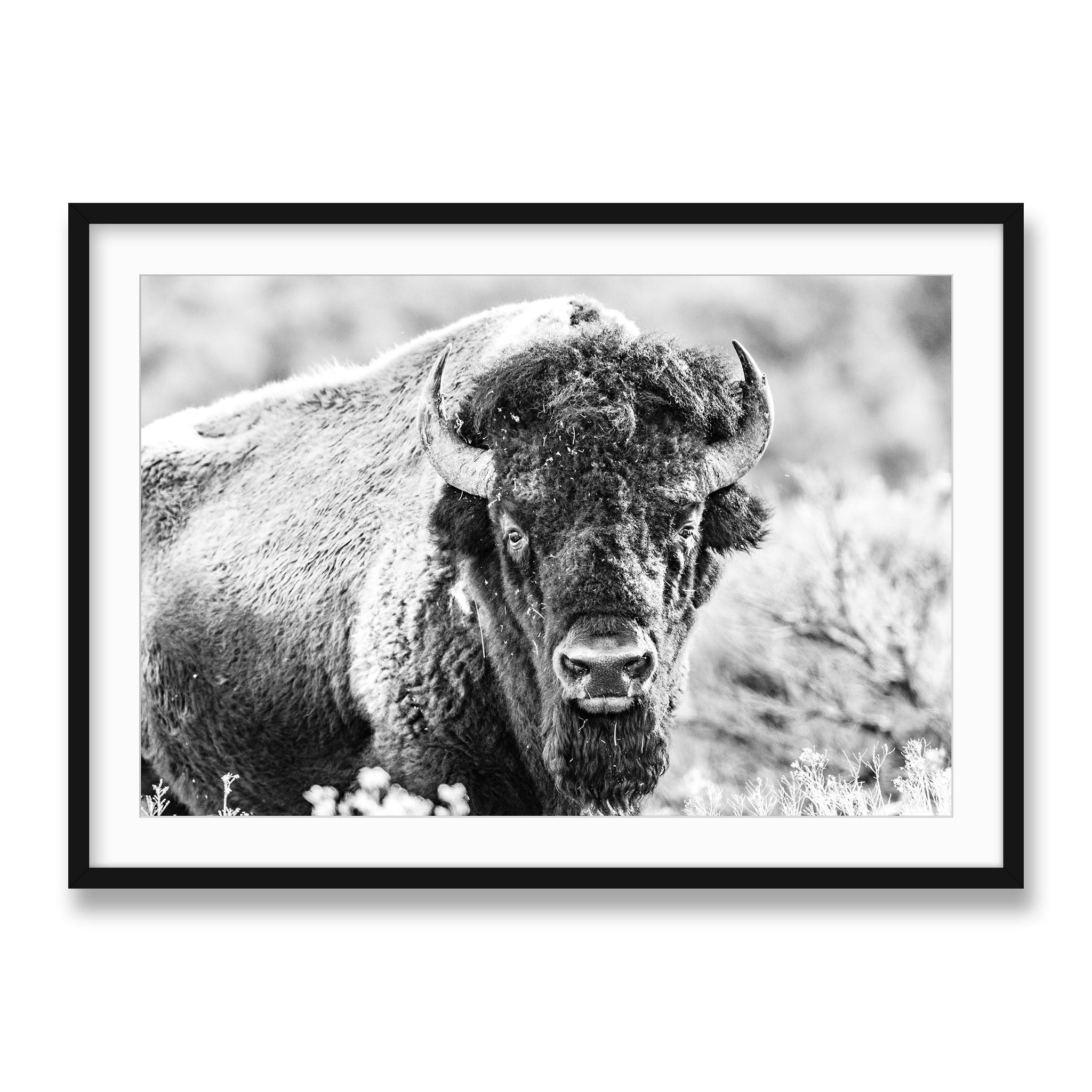 black~Giant