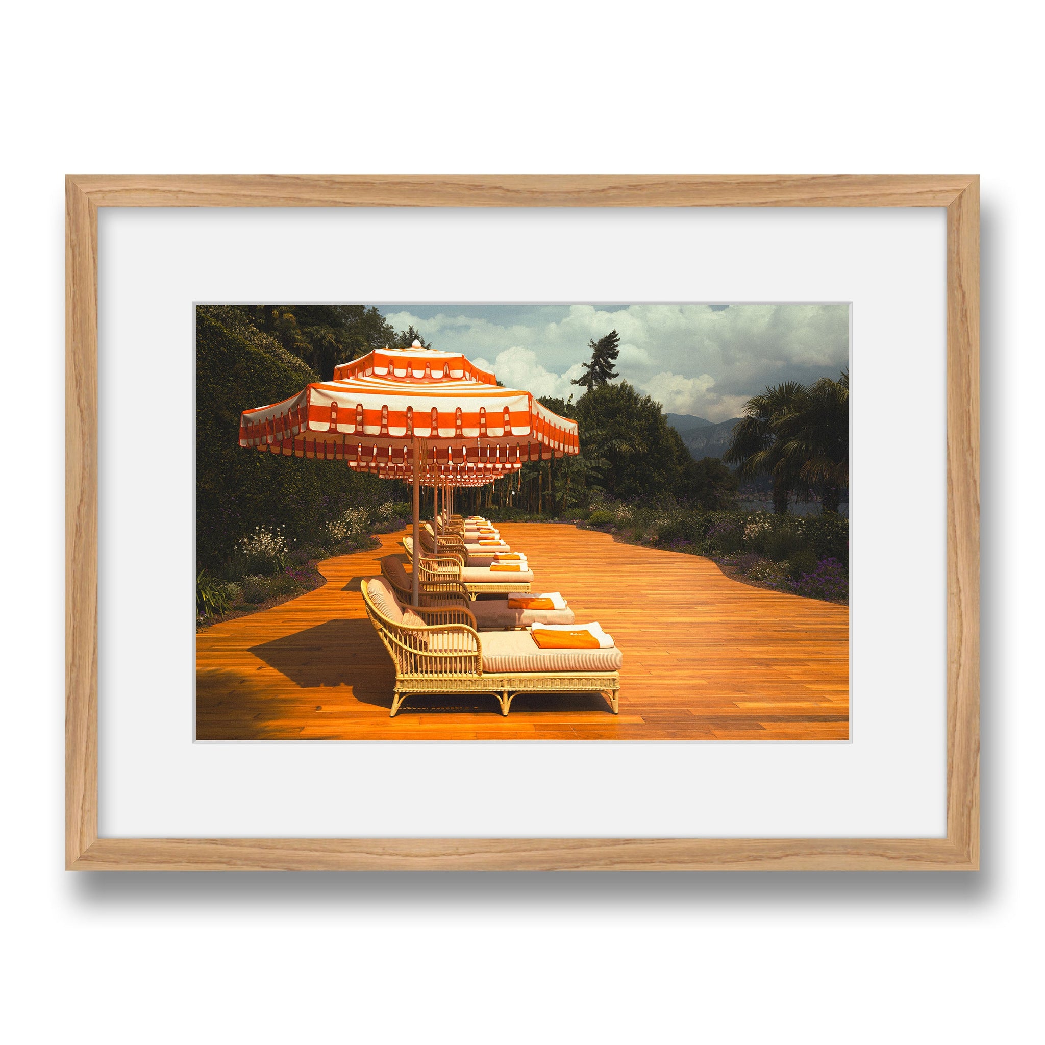 maple~Medium