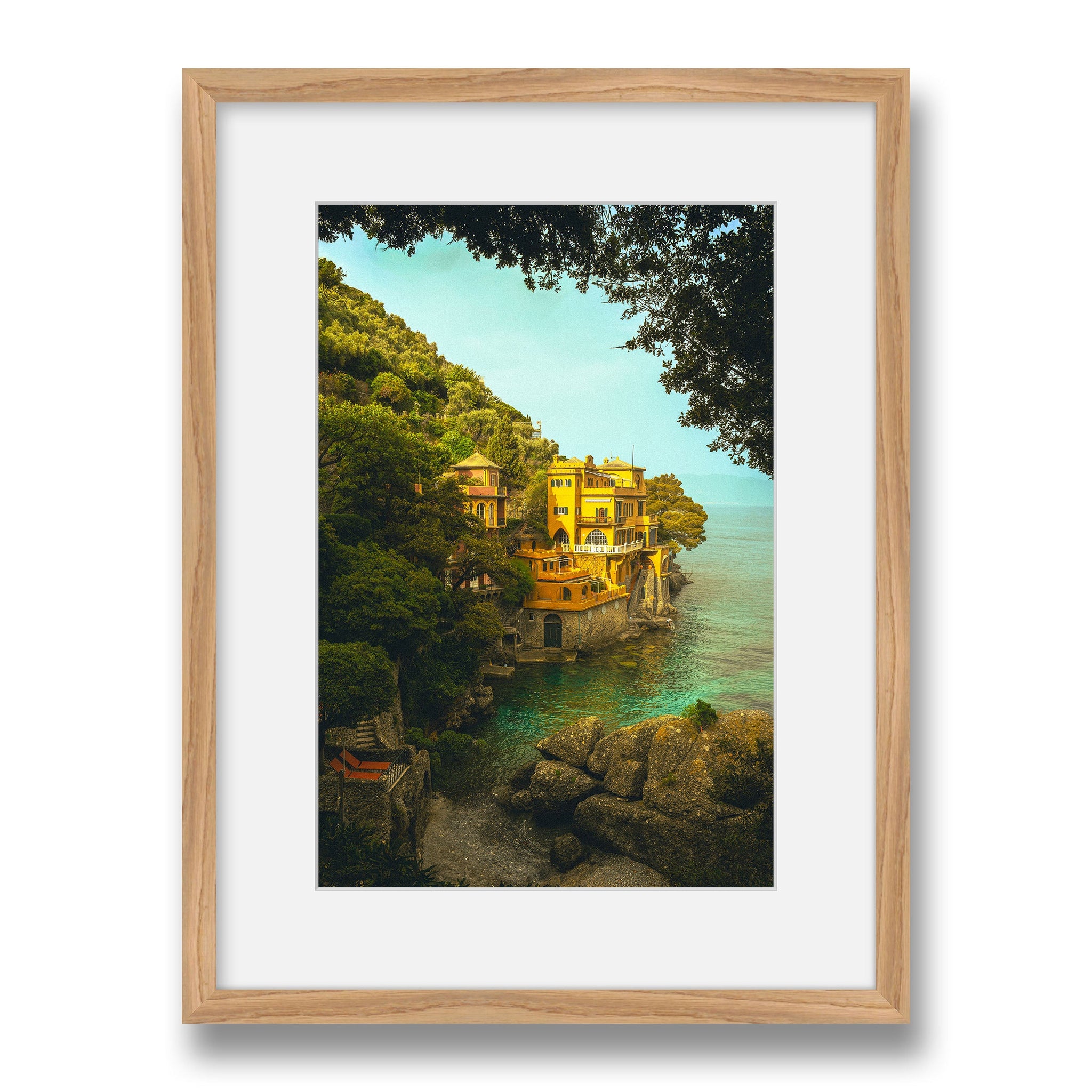 maple~Medium