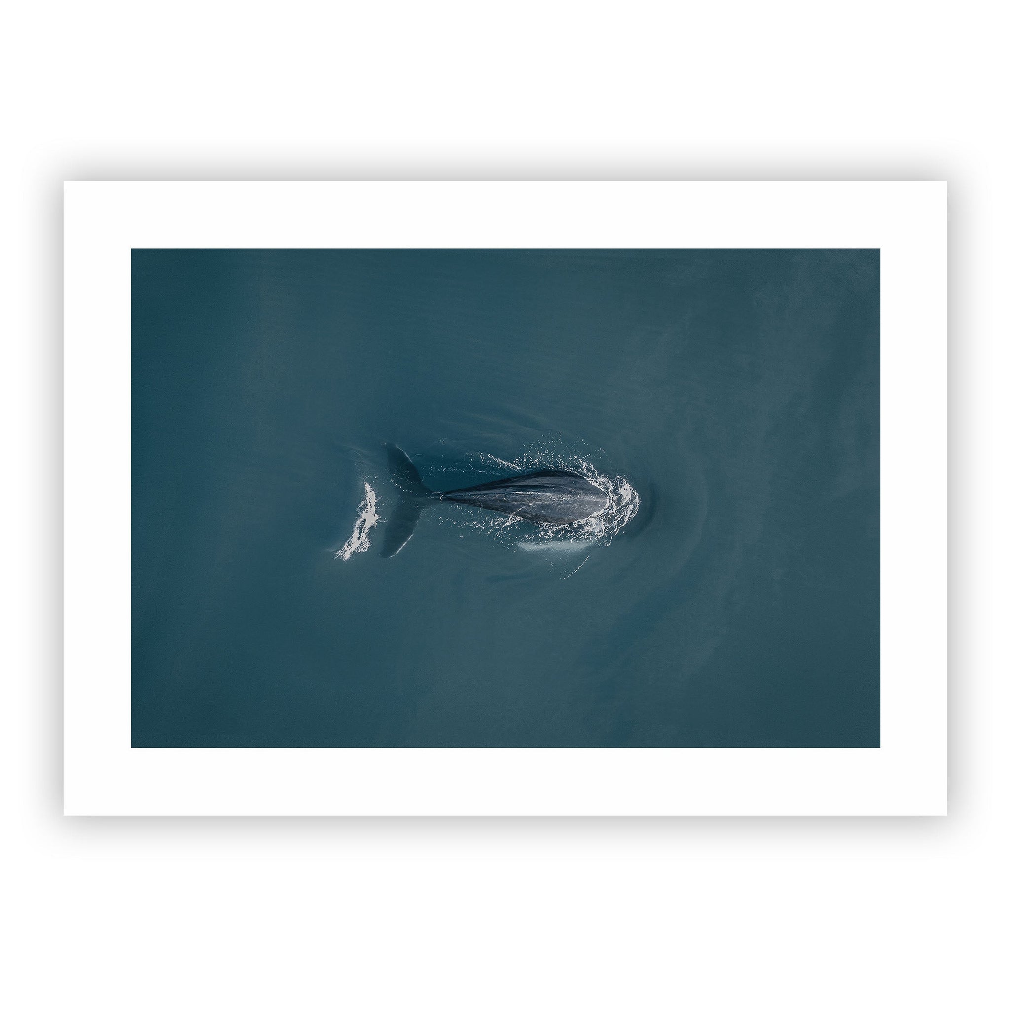 no frame~Giant