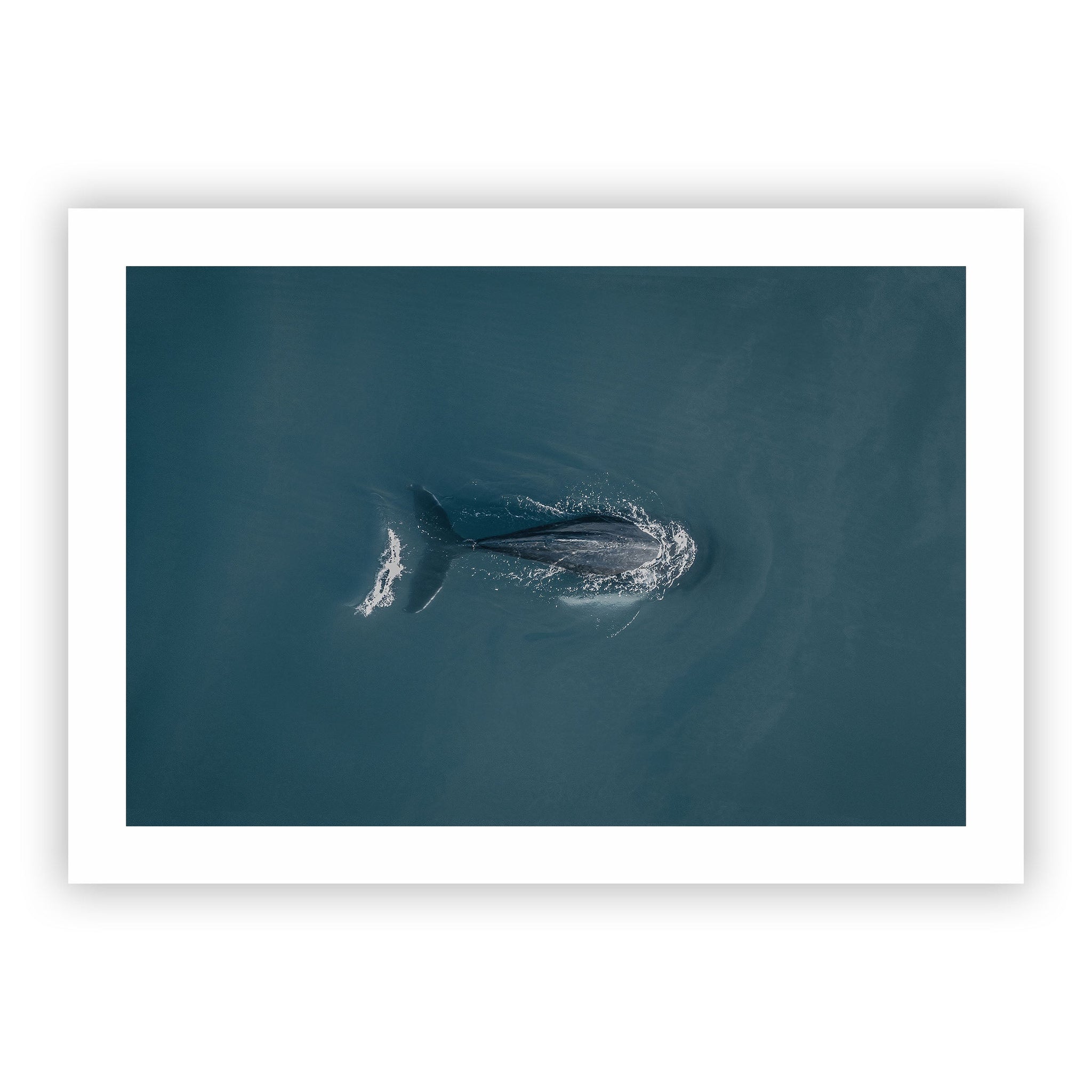 no frame~Executive